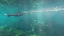Alligator Underwater In Clear Blue Water