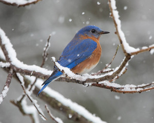 Wall Mural - Bluebird in the snow