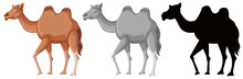 Set Of Camel Character