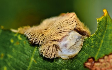 Wall Mural - Front view of a dangerous Flannel moth caterpillar feeding on a leaf. This strange-looking insect resembles a wig and hides venomous spines within and will give great discomfort when stung.