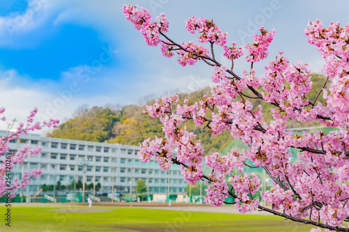 学校の校舎と桜 入学 卒業 春イメージ 河津桜 Stock Photo Adobe Stock 学校の校舎と桜 入学 卒業 春イメージ 河津桜 Stock Photo Adobe Stock