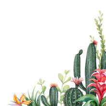 Watercolor Vector Banner Tropical Flowers And Cacti Isolated On White Background.