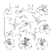 Collection Of Lily Flowers. Awesome Set For Designers. Waterlily Blossom Bundle. Black Flowers Of Lilies Isolated Over White. Flowers Contours Collection. Vector Illustration.