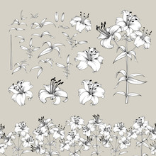 Collection Of Lily Flowers Elements. Awesome Set For Designers. Blossom Jungle Flower Bundle. Black Flowers Of Lilies Isolated Over Gray. Flowers Contours Collection. Vector Illustration.