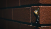 Snail On Brick Wall Background