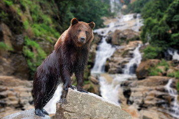 bear stands on a stone