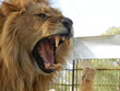 meat king jungle mercy beauty courage prestige power beast predators predator peacock fox eagle vector lion animal nature