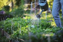Man Farmer Watering A Vegetable Garden