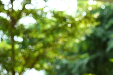 Wall Mural - image blur bokeh light of green nature in the park