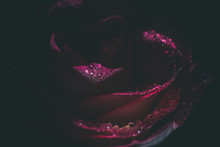Dew On Pink Rose Petals