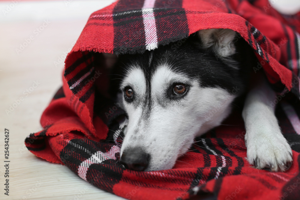 Adorable husky dog lying on warm plaid