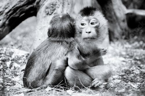 Photo  two monkies hug each other