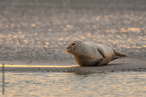 Phoque Veau Marin En Baie D Authie A Berck Sur Mer Buy This