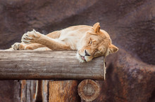 Sleeping Lioness In The Zoo
