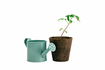 two plant of tomato and watering can isolated on white background