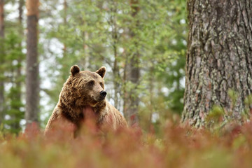 Wall Mural - male brown bear in the autumn forest