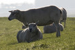 Freigestellte Schafe im Gegenlicht auf der Deichspitze ruhend