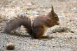 Ein Eichhörnchen sitzt fressend auf dem Waldboden  in der Seitenansicht