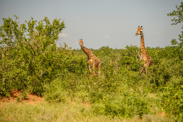 Wild giraffes in african savannah. Tanzania. National park Serengeti