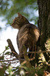 Eine Wildkatze steht auf einem Ast im Baum und sieht nach links