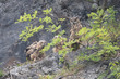 Uhu Weibchen mit zwei Jungtieren im Steinbruch