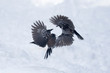 Zwei freigestellte Tannenhäher kämpfen im Flug im Schnee