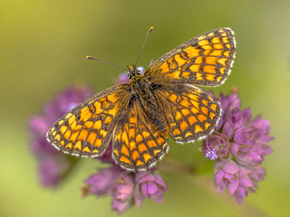 Poster - Meadow fritillary butterfly