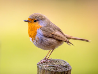 Sticker - Red Robin with bright background