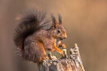 Canvas Print - Red squirrel seated on trunk