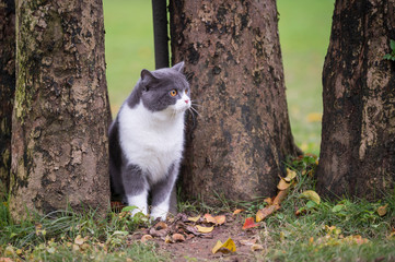 Sticker - Cute British short-haired cat in park grass