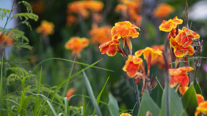 Wall Mural - The orange yellow canna lily.16:9 style