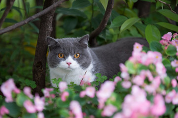 Sticker - Britain's short-haired cat hides among the flowers