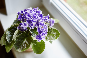 Blue potted violet on the white window