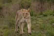 Lioness of Nambiti