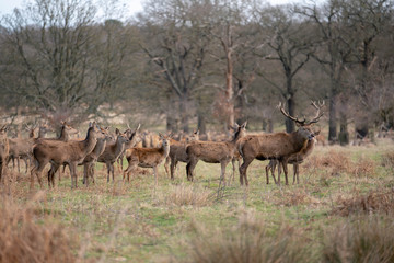  herd of fallow deer