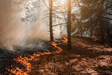 forest fire, wildfire burning tree in red and orange color.