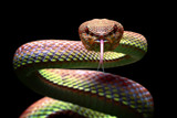 Trimeresurus purpureumaculatus, Viper snake closeup face ready to attack