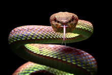 Trimeresurus Purpureumaculatus, Viper Snake Closeup Face Ready To Attack