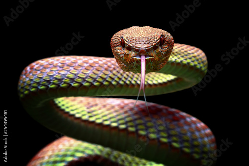 Cuadros en Lienzo Viper snake closeup face ready to attack