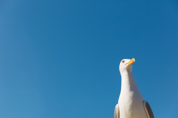 Seagull on blue sky