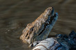 Crocodile eating zebra in water stream in Mara triangle