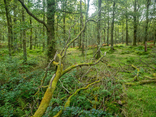 green forest with many ferns