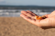 Shells on the beach. Seashells in woman's hand. Collecting empty shells, taking shells from the beach concept.