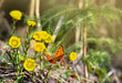 Orange butterfly with black dots scarce copper on yellow flowers coltsfoot ( Tussilago farfara, tash plant, coughwort, farfara ) in spring forest in sun light