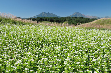 阿蘇山とそば畑