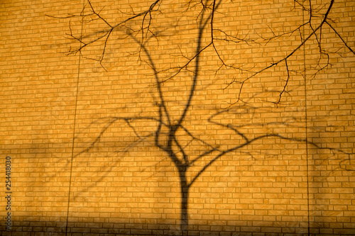 すべての花の画像 100 Epic Best影 おしゃれ 壁紙