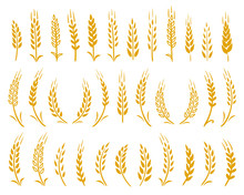 Hand Drawn Set Of Yellow Wheat Ears Icons