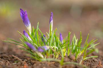 yellow blue white crocus in spring easter season garden