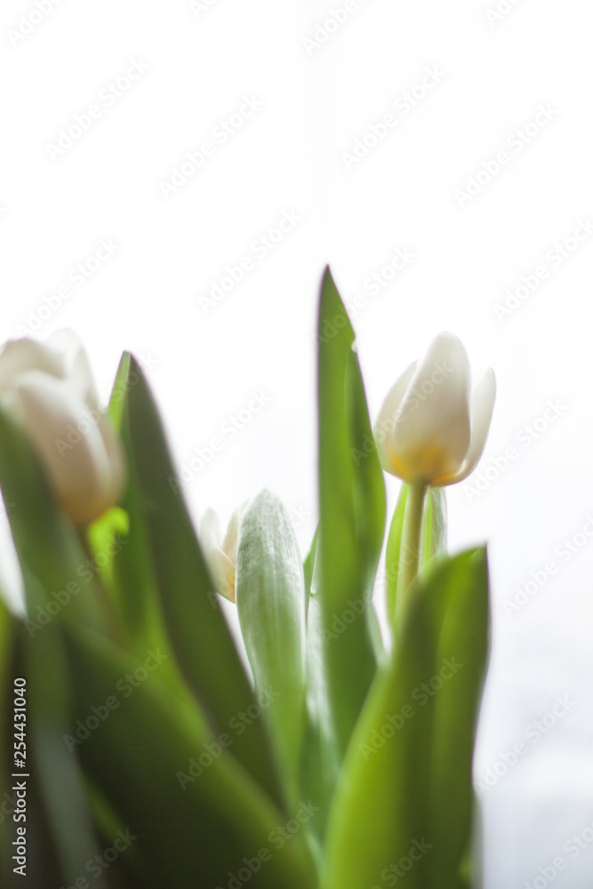 White tulips in a vase on the table - obrazy, fototapety, plakaty 
