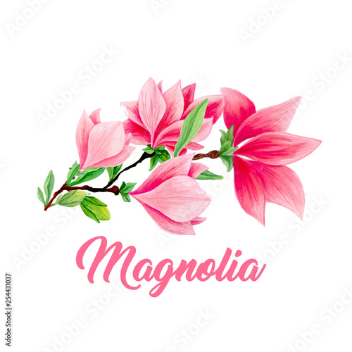 Magnolia Flower Bouquet In Blossom Beautiful Branch For Logo Design Isolated Illustrations Set Pink Floral Sketch Drawings Spring Blossom Realistic Cliparts Wildflowers Pencil Texture Stock Photo Adobe Stock